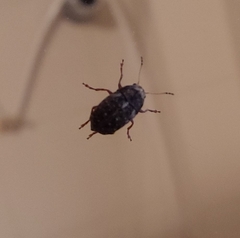 Araecerus