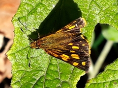 Metisella metis