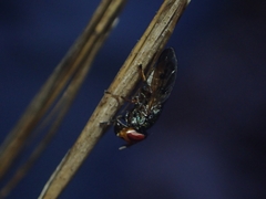 Duomyia