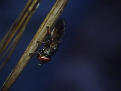 Duomyia