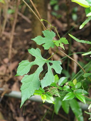 Ampelopsis glandulosa heterophylla
