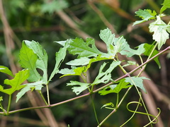 Ampelopsis glandulosa heterophylla