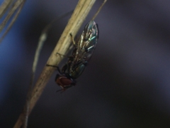 Duomyia