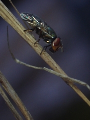Duomyia