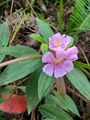 Melastoma