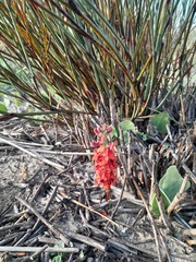 Indigofera procumbens
