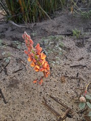 Indigofera procumbens