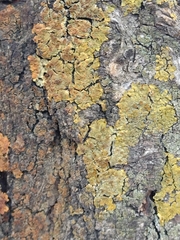 Xanthoria parietina
