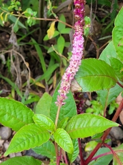 Phytolacca