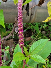 Phytolacca