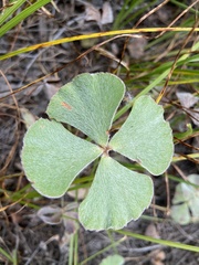 Marsilea