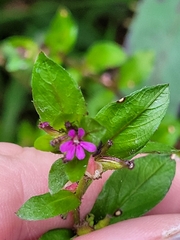 Cuphea carthagenensis