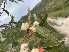 Eucalyptus bancroftii