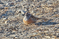 Emberiza godlewskii