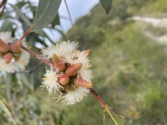 Eucalyptus bancroftii