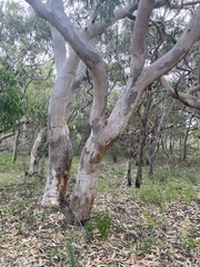 Eucalyptus bancroftii
