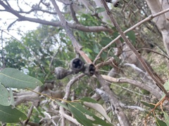Eucalyptus bancroftii