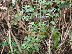 Ampelopsis glandulosa heterophylla