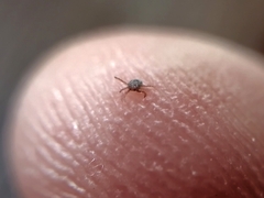 Parasitiformes