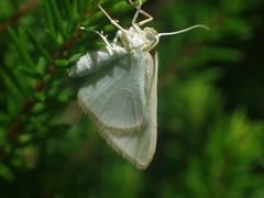 Poecilasthena pulchraria