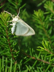 Poecilasthena pulchraria