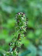 Acaena echinata