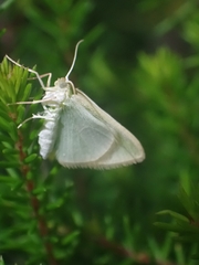 Poecilasthena pulchraria
