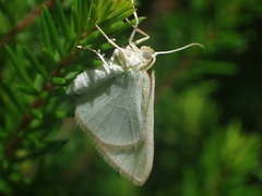 Poecilasthena pulchraria
