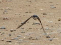 Tachycineta leucopyga