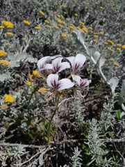 Pelargonium suburbanum
