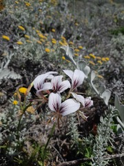 Pelargonium suburbanum