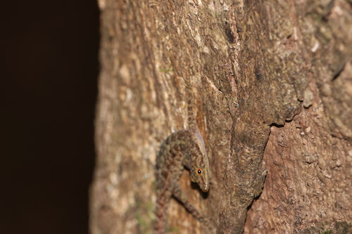 Yellow-bellied Day Gecko, Cnemaspis flaviventralis