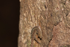 Cnemaspis flaviventralis