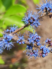 Memecylon umbellatum