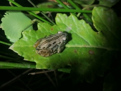 Semnodactylus wealii