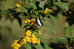 Adelpha serpa