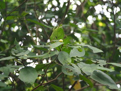 Ficus erecta beecheyana