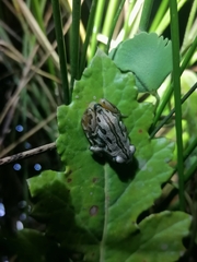 Semnodactylus wealii