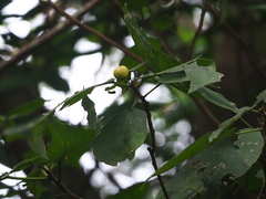 Ficus erecta beecheyana