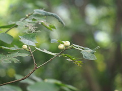 Ficus erecta beecheyana