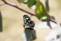 Phalaenoides tristifica