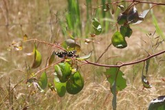Phalaenoides tristifica