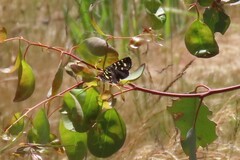 Phalaenoides tristifica