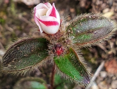 Osbeckia brachystemon