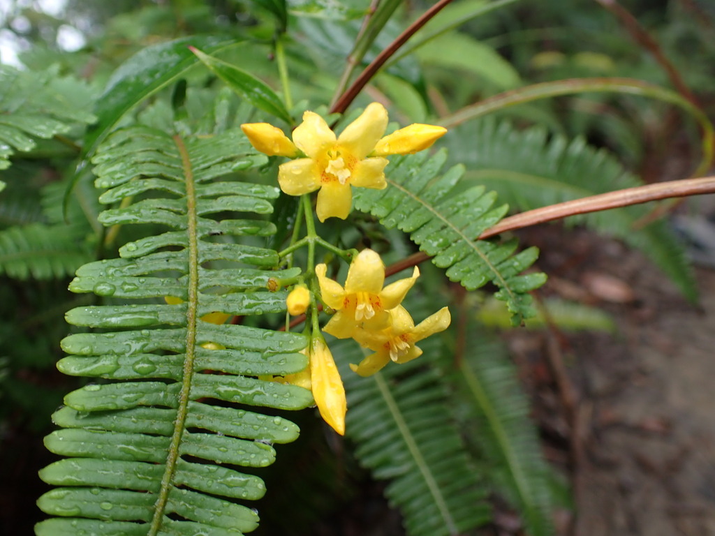 Graceful Jesamine from Islands, Hong Kong on November 24, 2022 at 12:54 ...