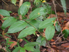 Urceola micrantha