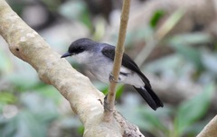 Eopsaltria pulverulenta