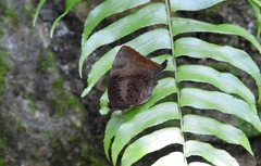 Arhopala micale