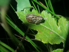 Semnodactylus wealii