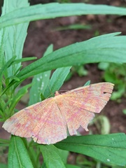 Eumelea rosalia
